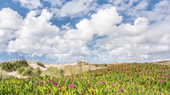 Sunny Day with Fast Moving Clouds over Flowers in Green Coast in New Zealand alt