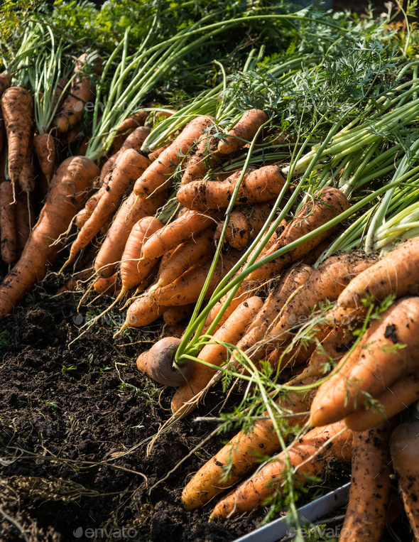 Freshly picked organic home-grown carrot