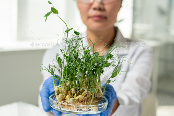 Gloved female laboratory worker or scientific researcher holding soy sprouts