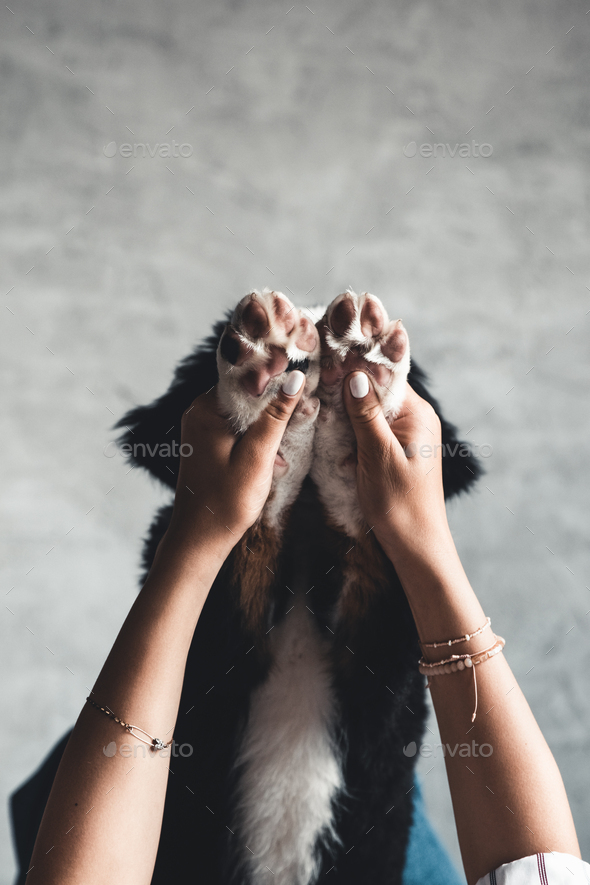 little puppy of bernese mountain dog on hands of fashionable girl with a nice manicure. animals, fashion