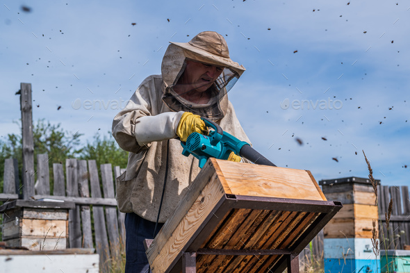 Beekeeper uses air-blowing device to brush bees aside. Bees swarm in collection container. Beekeeper handles receptacle with queen bee.