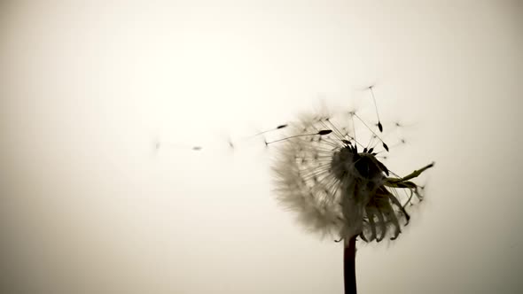Dandelion is Being Blown By Wind on White Background alt