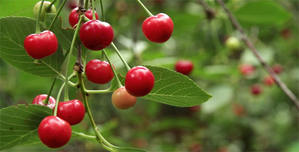 Branch With Red Cherries Close Up