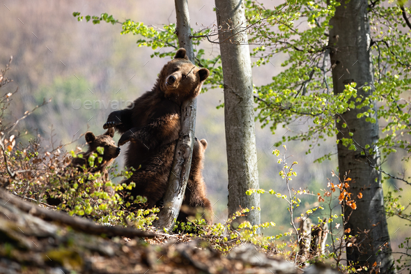 Brown bear scratching back on tree in summer forest