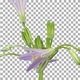 Time-lapse of growing and blooming Brodiaea flower with ALPHA channel - VideoHive Item for Sale