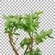 Time-lapse of opening and blooming blueberry branch with ALPHA channel Time-lapse of opening and blooming blueberry branch with ALPHA channel - VideoHive Item for Sale