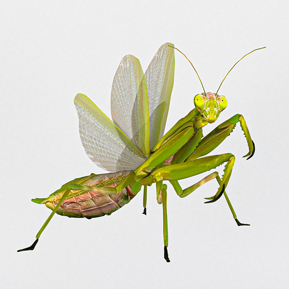 Common mantis - 3Docean 28771797