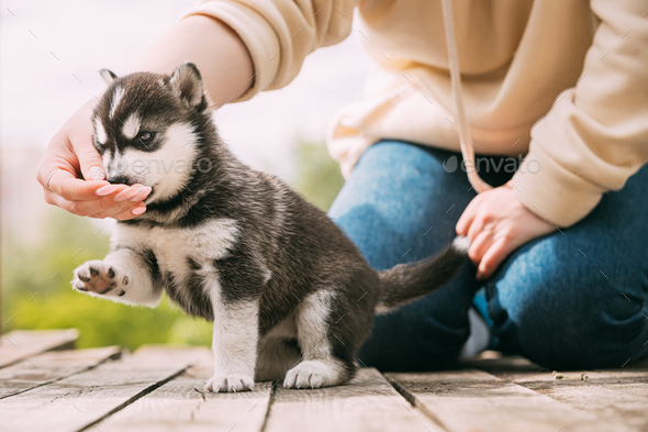 Four-week-old Husky Puppy Of White-gray-black Color Eating From Hands Of Owner And Help With Paw.