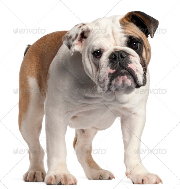 Renascence bulldogge hot sale price