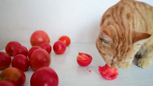 Cat is Eating Ripe Tomatoes
