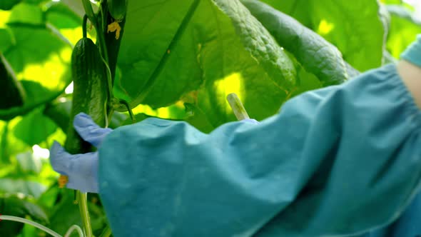 An Agro Greenhouse Worker Collects a Ripe Cucumber alt