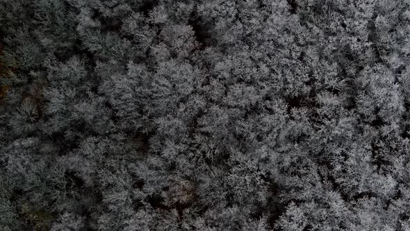 A Forest Covered with Frost and Swaying in the Wind