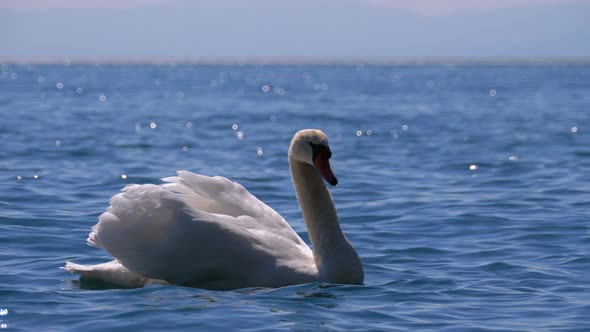 Huge White Swan Swims in a Clear Mountain Lake with Crystal Clear Blue Water. Switzerland alt