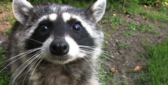 Common Raccoon - HD - Pack 3 alt