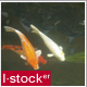 Fish In Pond - VideoHive Item for Sale