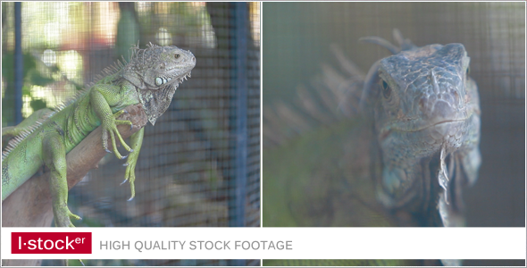 Iguana In Zoo Pack