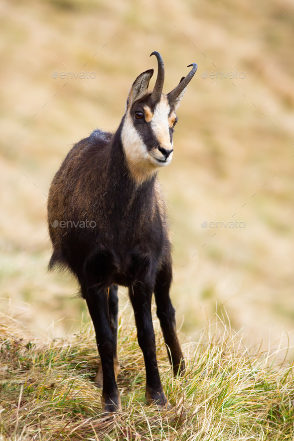 Vital Tatra Chamois Climbing Rocky Hillside In Mountains Stock Photo -  Download Image Now - iStock