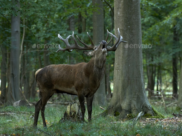 Meget Kantine kompromis Red deer (Cervus elaphus) Stock Photo by DennisJacobsen | PhotoDune