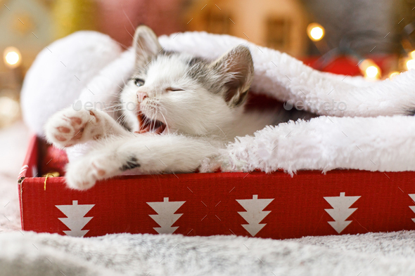 Cute sleepy kitten yawning in cozy santa hat in red box on background of ornaments and warm illumination lights. Atmospheric winter moments. Merry Christmas and Happy Holidays!