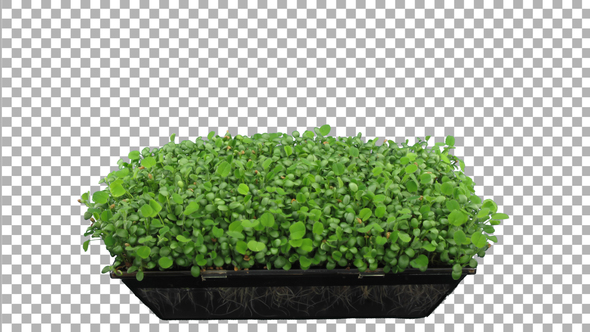 Time-lapse of germinating microgreens red clover seeds with ALPHA channel alt