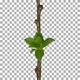 Time-lapse of growing Elderberry tree sprouts with ALPHA channel Time-lapse of growing Elderberry tree sprouts with ALPHA channel - VideoHive Item for Sale