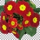Time-lapse of rotating and opening red primula flower with ALPHA channel, top view - VideoHive Item for Sale