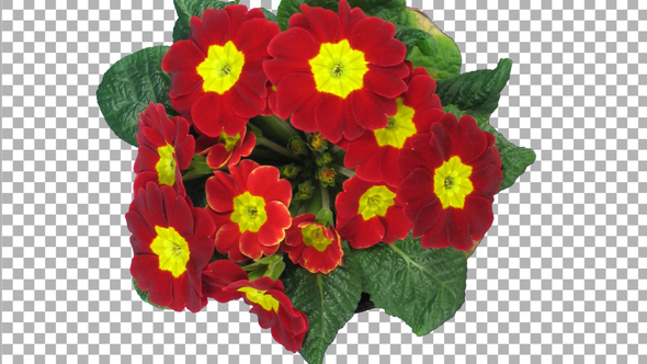 Time-lapse of rotating and opening red primula flower with ALPHA channel, top view alt
