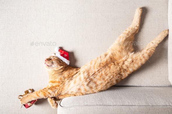 cute cat with santa hat