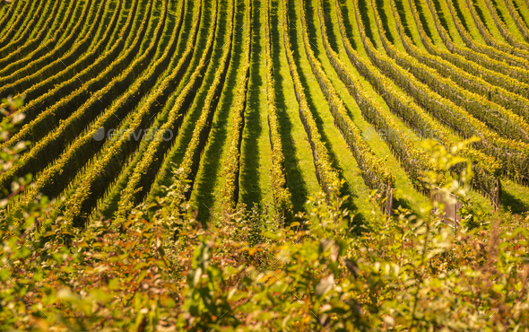Crops of grape vine saw from wine route on Austria, Slovenia border