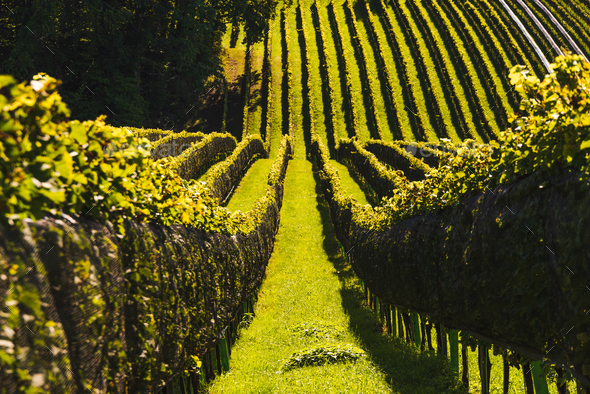 Crops of grape vine saw from wine route on Austria, Slovenia border. Vineyards in Slovenia