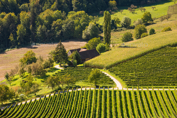 Crops of grape vine saw from wine route on Austria, Slovenia border