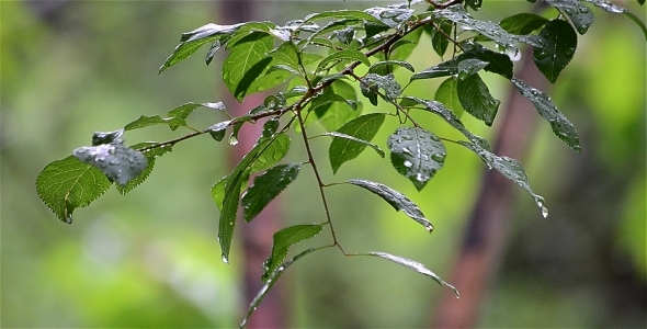 Branch In The Rain 1