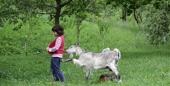 Goat Playing With Girl 