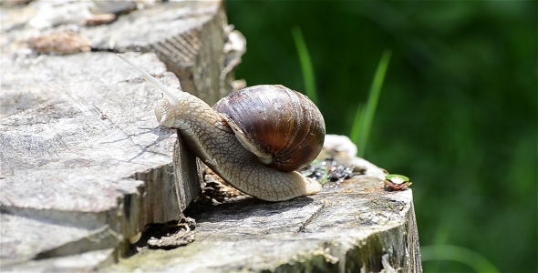 Snail In Sunlight 1