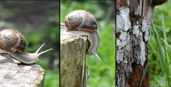 Snail In Sunlight 2