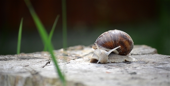 Snail On Wood 1