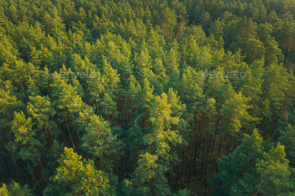 Aerial View Of Green Pine Coniferous Forest In Landscape In Spring. Top View From Attitude. Drone View Of European Woods At Springtime.