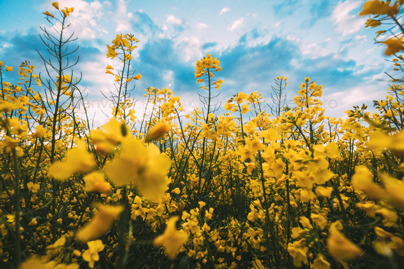 Field of flowers, Field of sunny flowers on cloudy day in L…