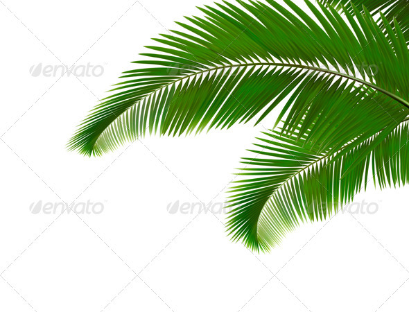 Palm leaves on white background. Vector - Flowers & Plants Nature