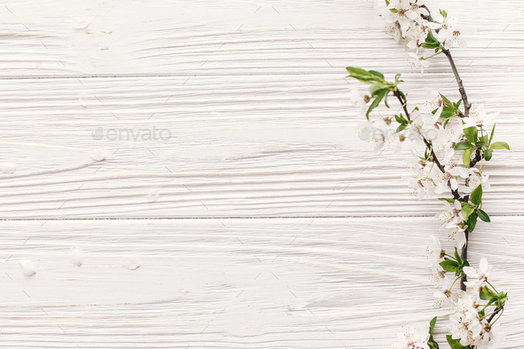 beautiful fresh cherry branches with white flowers on rustic wooden  background Stock Photo by Sonyachny