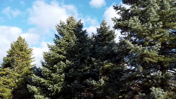 White Fir tree coniferous evergreen on blue sky