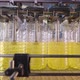 Automatic Line for Filling Bottles with Sunflower Oil - VideoHive Item for Sale