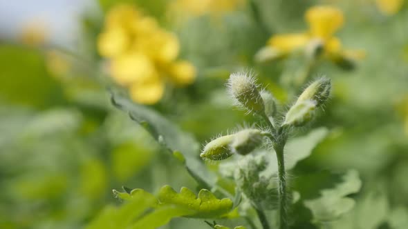 Perennial   plant greater celandine close-up slow motion  1080p FullHD footage - Yellow  Chelidonium alt