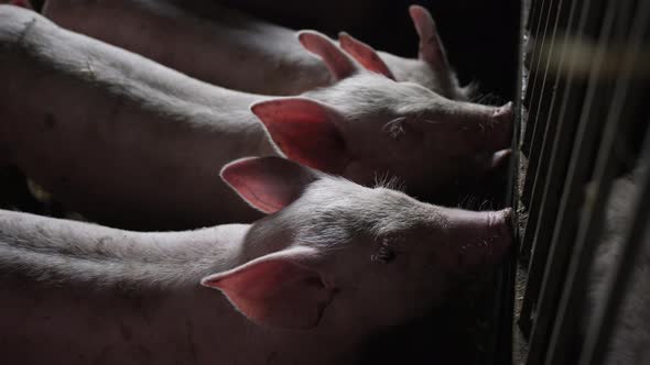 Pigs Feeding In Farmyard Pigpen alt