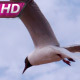 Seagull Plans To The Wind - VideoHive Item for Sale