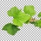 Time-lapse of blooming black currant branch with ALPHA channel, vertical orientation Time-lapse of blooming black currant branch with ALPHA channel, vertical orientation - VideoHive Item for Sale