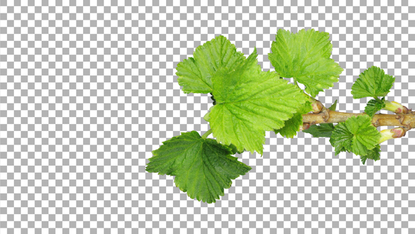 Time-lapse of blooming black currant branch with ALPHA channel, vertical orientation