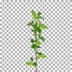 Time-lapse of growing white currant branch with ALPHA channel Time-lapse of growing white currant branch with ALPHA channel - VideoHive Item for Sale