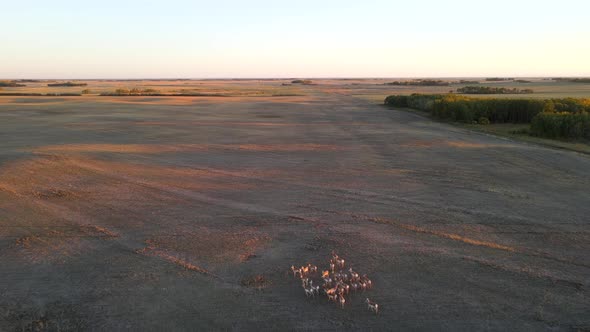 Aerial view flying high above pronghorn antelope herd in rural Alberta, Canada during colourful suns alt