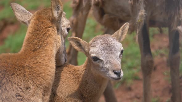 Close up shot of cute mouflon sheeps cuddling outdoors in wilderness during sun alt